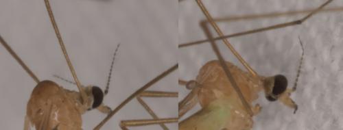 Dicranomyia modesta